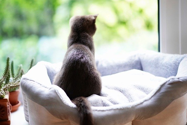 Chat vivant à l'intérieur de la maison