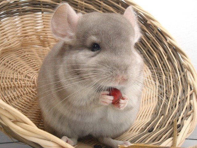 comment prendre soin d'un chinchilla