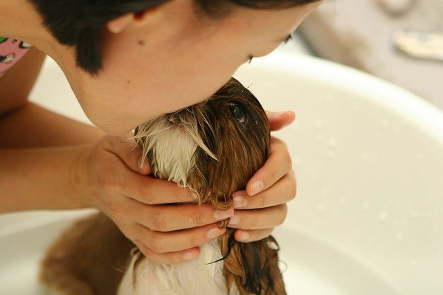 comment limiter la peur de l'eau pour un chien ?