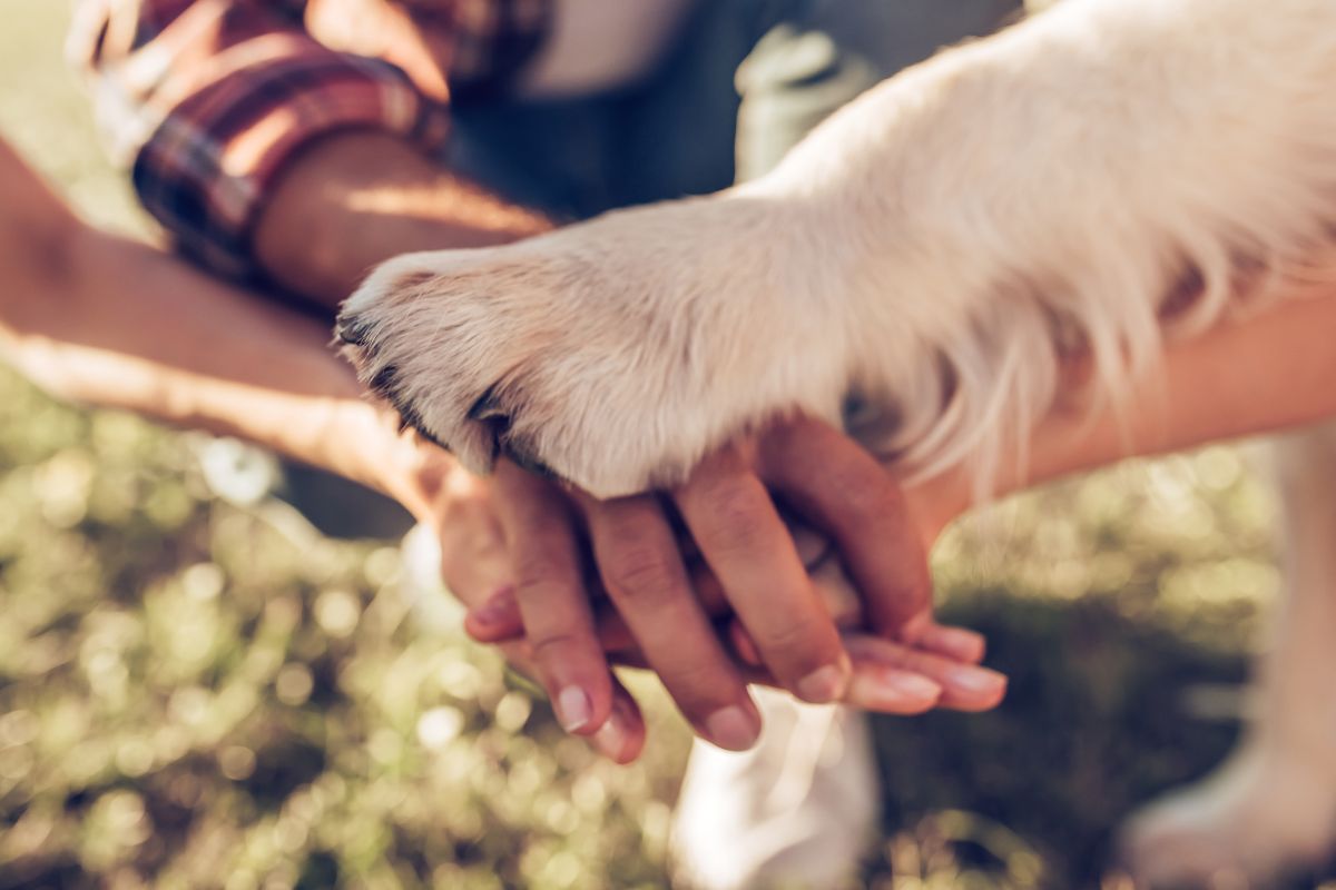 qu'est ce qu'un chien de famille