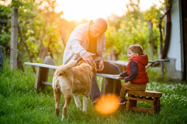 education chien famille