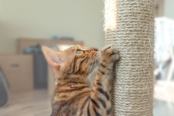 griffoir chat