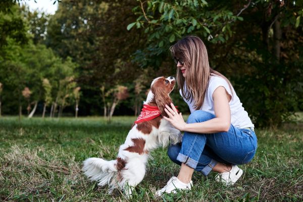 sortie chien famille sortie chien famille