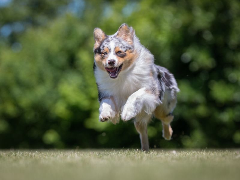 Un berger australien en pleine forme et en pleine action dans une prairie