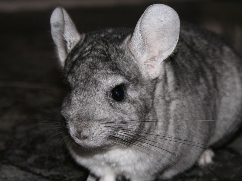 chinchilla gris