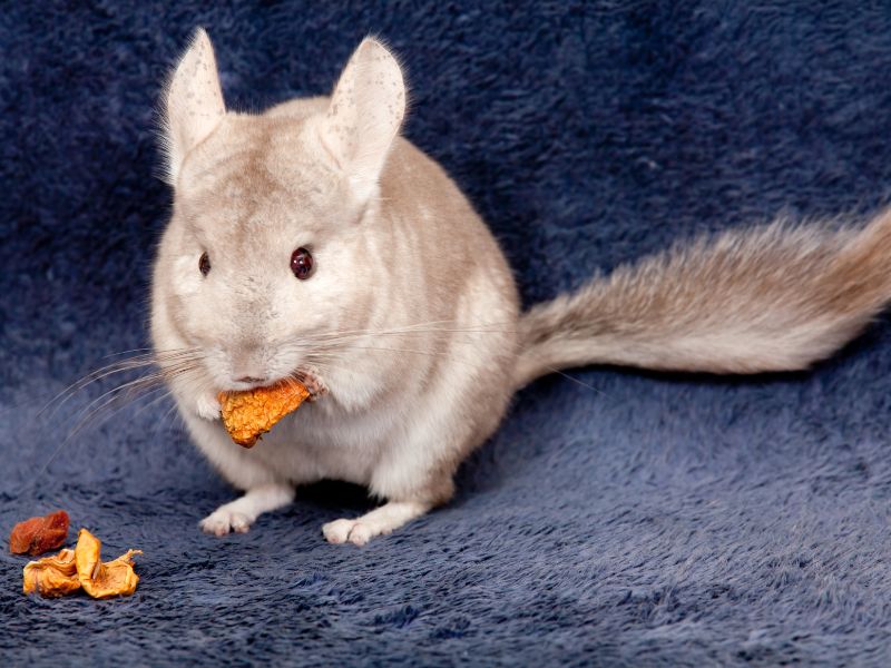 chinchilla mange